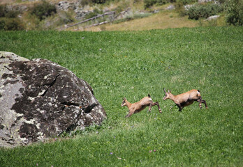 Chamois on the meadow