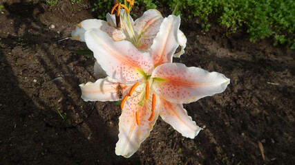 orange lily flower with wasp on a petal