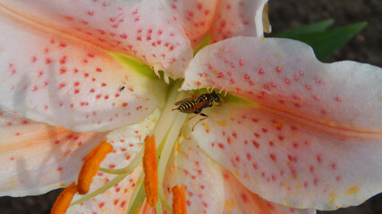 pink lily flower with wasp