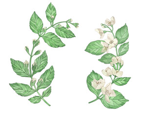 Watercolor wreath of flowers and branches Jasmine isolated on a white background.
