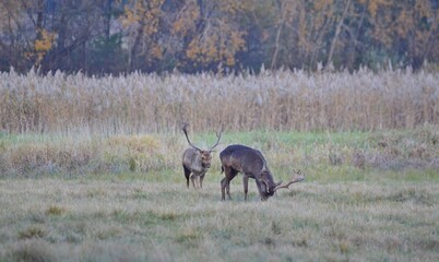 daniele © Krzysztof