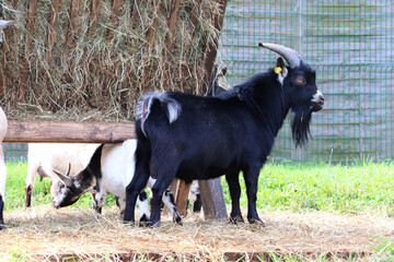 A black goat with horns on a farm. Close up.
