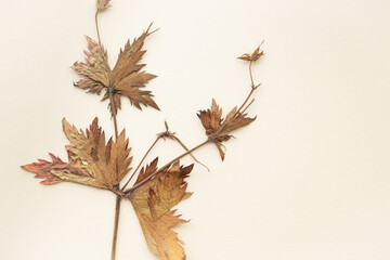 Beautiful dried flora. Natural and trendy. Empty space and background. Light brown town of autumn.