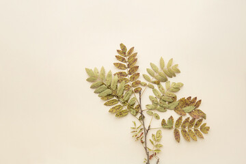 Styled stock photo. Dried leaves for wedding card or other invitation. Subtle and beautiful
