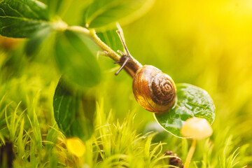 snail on a leaf © Dorozhkina
