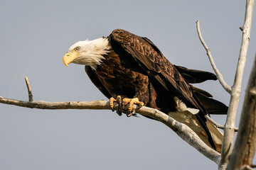 American Bald Eagle