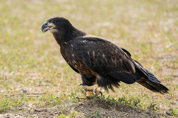 Juvenile Bald Eagle - Hunting