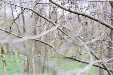Tangle of bare branches in the woods in spring with green meadow