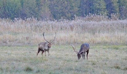 daniele © Krzysztof