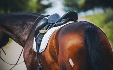 A beautiful bay horse with a dark long tail is wearing sports equipment for equestrian...
