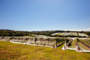 Mornington Peninsula Vines in Australia