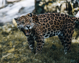 Leopard faucht und zeigt Zähne beim Fressen.