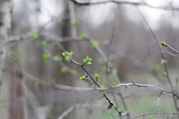 Tangle of branches in the woods in spring with some green sprouts