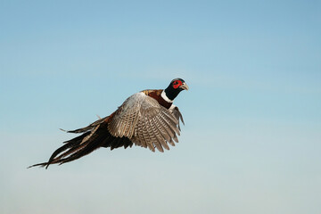 Pheasant Rooster - Flight