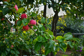 Red apples on a branch of an apple tree in the garden, in the rays of the setting sun. Apple tree with ripe fruits before harvest. Selective focus