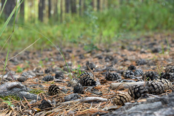 Naklejka na ściany i meble Close-up - fallen pine cones in the forest surrounded by needles. Forest background with texture of pine needles with scattered lumps. selective focus, blurred background, place for text.