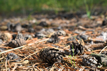 Close-up - fallen pine cones in the forest surrounded by needles. Forest background with texture of pine needles with scattered lumps. selective focus, blurred background, place for text.