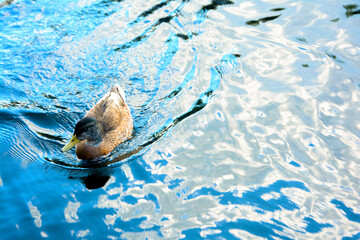 duck splashing in the water