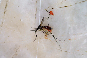 A macro photo of a deadly killed mosquito on the table.