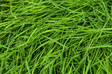 Fototapeta na wymiar Green grass with dew drops. Background with green grass. wide aperture focus. A lot of green grass stalks with long leaves. Herbaceous background, beautiful herbal texture. Close-up, selective focus.