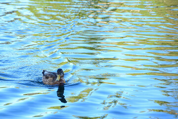 duck in the water