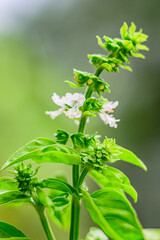Fiori di basilico