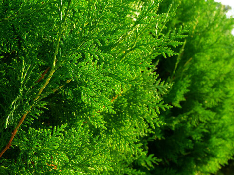 bright emerald green Thuja branch in selective focus. closeup macro view. soft blurred evergreen foliage in the background. soft green image. beautiful and fresh nature background.