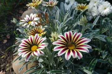 Bee pollinating flower of Gazania rigens 'Big Kiss White Flame' in mid October