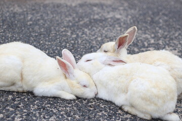 Three white rabbits are laying on the ground, Hiroshima, Japan