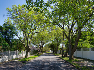 Suburban Street in Spring