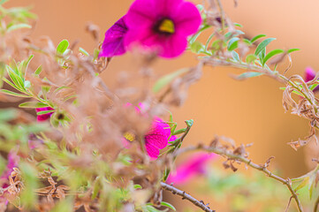 Mantide religiosa maschio su fiori fuxia