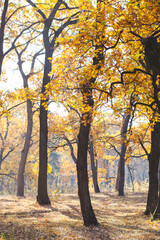 Fototapeta na wymiar amazing golden autumn forest