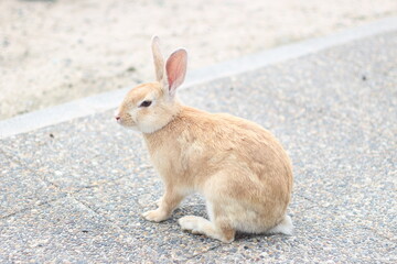 Close up of a cute brown rabbit is sitting on the road, Hiroshima, Japan, Asia 
