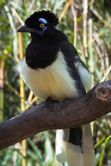 Plush-crested Jay bird (Cyanocorax chrysops) in Brazil