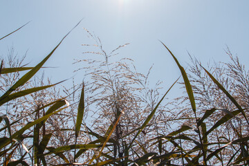 Reed field with the sunshine.
