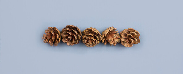 Fir cones flat lay on blue background top view with copy space. Natural, organic forest background. Creative fall, autumn, winter, christmas composition layout. Long banner stock photo.