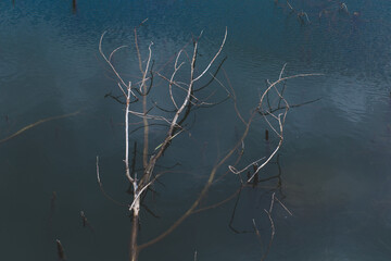 an old tree in the water