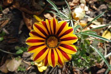 Closeup of flower of Gazania rigens 'Big Kiss Yellow Flame' in mid October