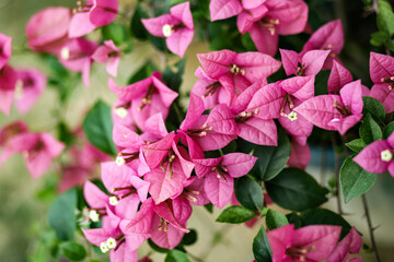 pink flowers