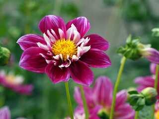 Obraz premium Flower