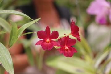 red and white orchid