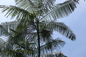 Fototapeta na wymiar palm tree in the wind