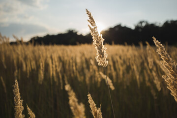 close up spikelets on the field with the sunset lights