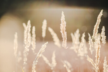 Fototapeta premium close up spikelets on the field with the sunset lights