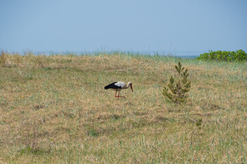 Obraz na płótnie Canvas White stork hunting in seaside meadow on sunny summer day by Baltic sea