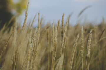 close up spikelets on the field with the sunset lights