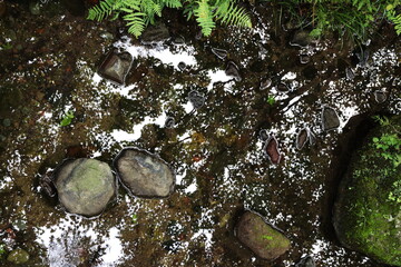 森の中の小川の水面