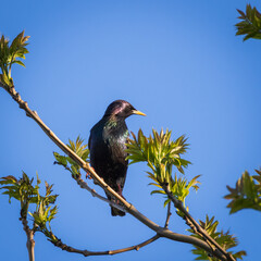 Closeup of common starling perched on the blooming green tree on sunny spring day against background of blue clear sky
