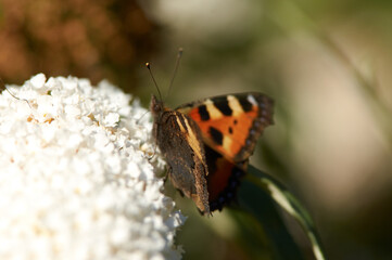 A butterfly on a blooming plant drinking nectar.