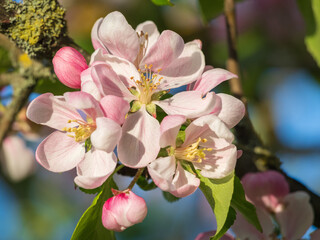 Fototapeta na wymiar Close-up of white and pink apple tree blossoms in warm evening sunlight